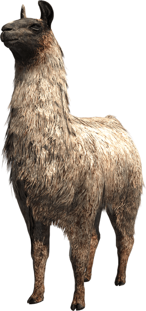 Llama